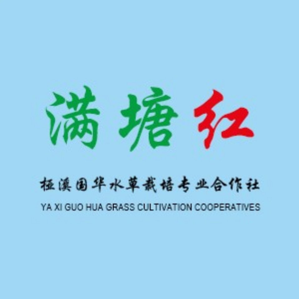 国华水草-高淳县桠溪国华水草栽培专业合作社-国家农民合作社示范社-轮叶黑藻-芽孢-伊乐藻-四季苦草